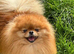 ** KC ORANGE SABLE POMERANIAN GIRL**
