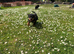 Rottweiler puppies looking for new jobs