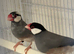 X2 Java finches