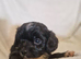 4 stunning shipooh pups