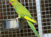Ring neck parrot