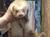 Ferret kits available