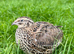Japanese quail (coturnix) at pol