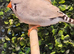 Charcoal finch