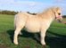 Registered miniature Shetland