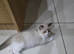 Ragdoll