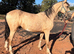 Dun gelding