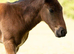 Saffie 14.2hh 3 year old