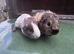 Baby guinea pigs