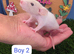 Baby Dwarf Rat Boys
