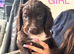 Cocker spaniel puppies