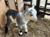 Beautiful Pygmy billy kid