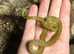 Cat Eyed Snakes at Birmingham Reptiles (Golden Phase)