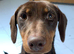 Jackhound for sale