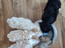 READY NOW BEAUTIFULL MAILTOPOO PUPS