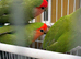 Cute lovebirds