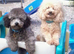 BEAUTUFUL KC PHANTOM MALE TOY POODLE FOR SALE