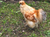 3 Essex buffs 1 silky cockerel