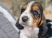Beautiful Basset Hound Pups Ready 19th June