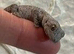 Eastern Spiny Tailed Gecko at Birmingham Reptiles