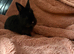 2 gergous baby’s looking for there forever home