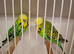 Exposition Budgies