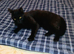 Country Home sought for Black Neutered Male Cat