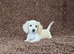 Rare Cream Mini Longcoat Dachshund Puppies