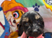 Miniature long hair dachshund puppies
