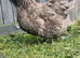 Blue Jersey Giant hatching eggs