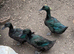 Group of Cayuga ducks