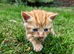 Georgous Kittens Looking For A New Home