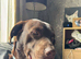 Buddy