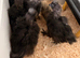 5 Week Old UK Bantam Silkie growers Unsexed