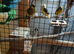 4 beautiful canaries in indoor avery