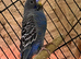 2 young male black face budgies