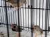 2 pair of zebra finches