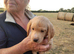 Labrador x sprocker puppies for sale