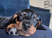 Two beautiful Black and Tan min Dachshunds