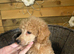 Miniature poodles ready to be homed