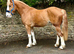 Stunning 16h chestnut cob gelding 4 yrs old