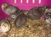 SEXED QUAILS/CHINESE PAINTED BUTTONS!