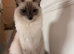 Ragdoll Cat & Kitten