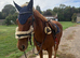 Pony club / teens horse