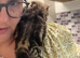 Tabby kittens ready now