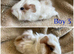 3 gorgeous boys for sale