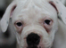 Dorset olde tyme bulldog