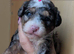 Merl toy poodle pups