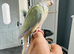 Hand reared tamed Parrot Conures