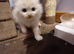4 kittens